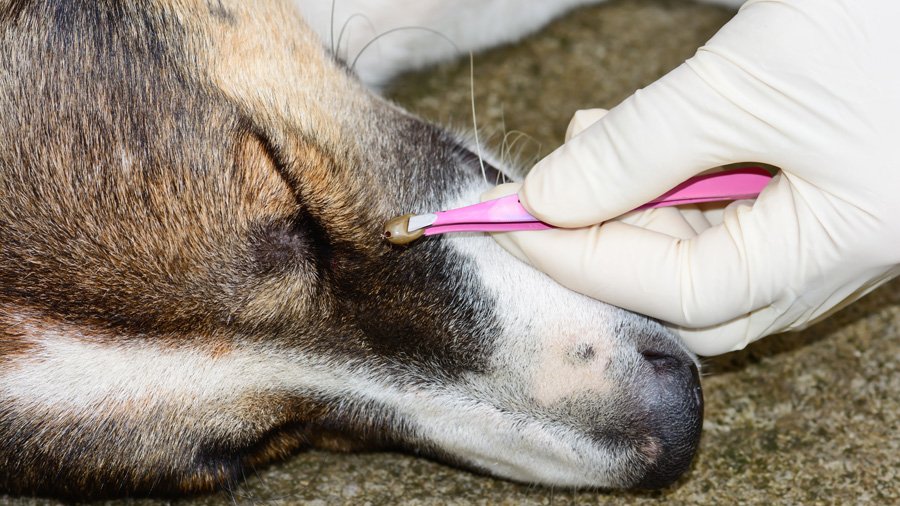 Pyroplasmose bei Hunden