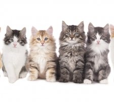 Norwegische Waldkatze Foto 5