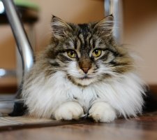 Norwegische Waldkatze Foto 9