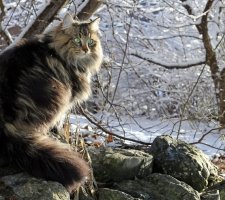 Norwegische Waldkatze Foto 7