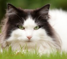 Norwegische Waldkatze Foto 4