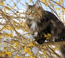 Norwegische Waldkatze Foto 3