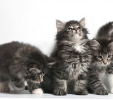 Norwegische Waldkatze Foto 2