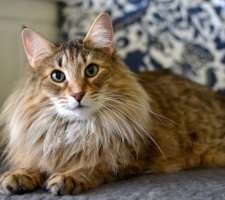 Norwegische Waldkatze Foto 1