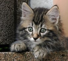 Norwegische Waldkatze Foto 8