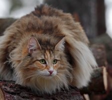 Norwegische Waldkatze Foto 6