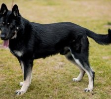 Osteuropäischer Schäferhund Foto 3