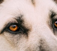 Osteuropäischer Schäferhund Foto 1