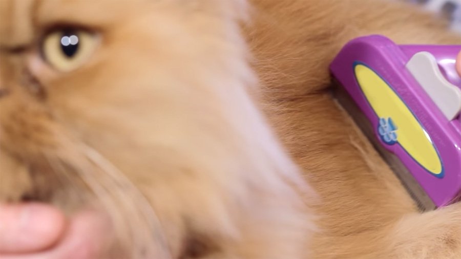 Furminator für Katzen