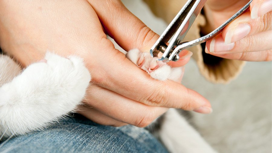 Wie man die Krallen einer Katze schneidet
