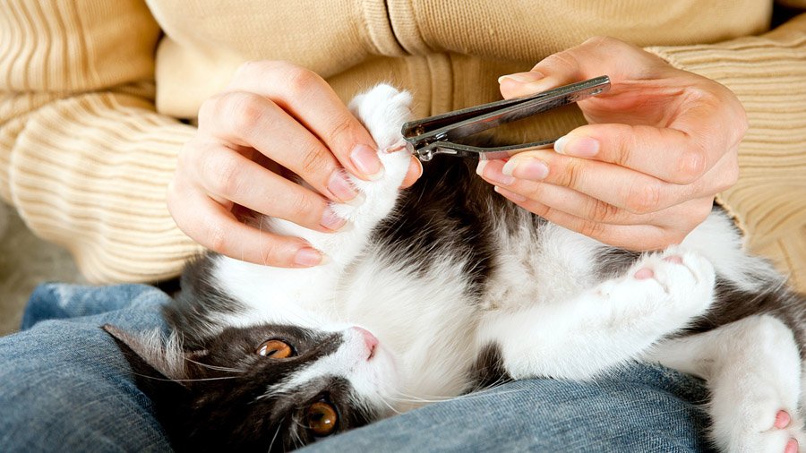 Wie man die Krallen einer Katze schneidet