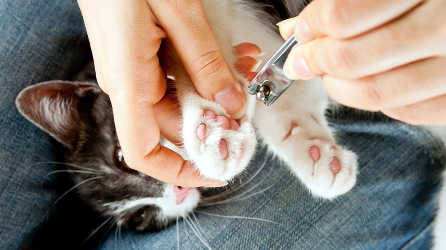 Wie man die Krallen einer Katze schneidet