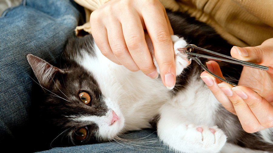Wie man die Krallen einer Katze schneidet
