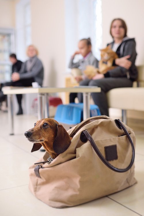 Tierarzt und Hund