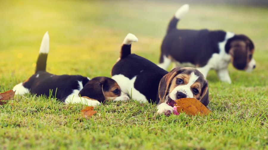 Beagle