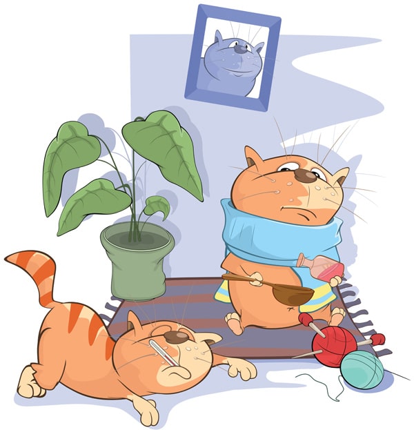 Symptome bei einer Katze