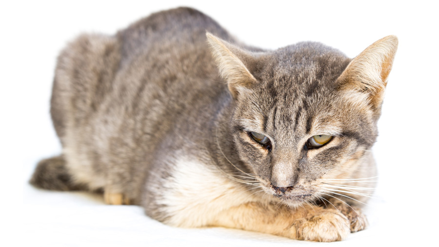 Die Katze hat Calcivirose