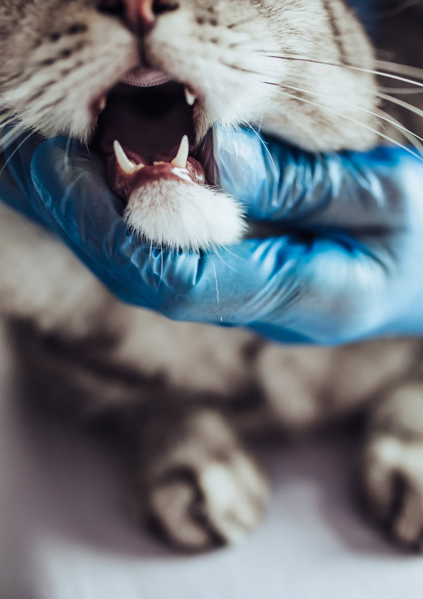 Tierarzt und Katze