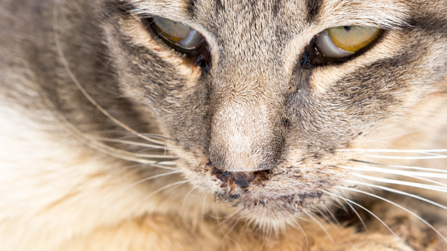 Calcivirosis bei einer Katze