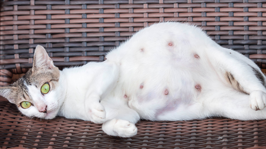 Schwangere Katze