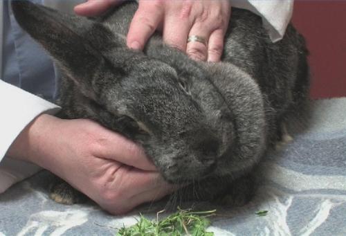 5 Krankheitssymptome, wenn Ihr Kaninchen es braucht Tierarzt