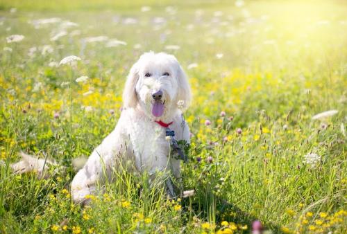 5 Möglichkeiten, Ihrem Hund zu helfen das Wetter