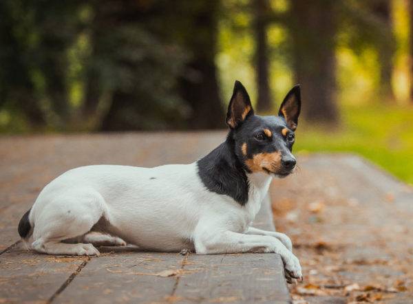American Toy Fox Terrier Lies