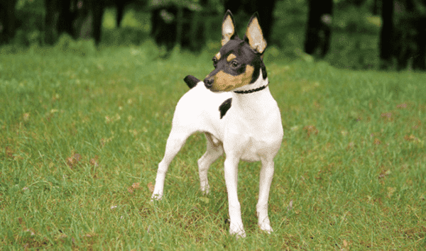 American Toy Foxterrier für einen Spaziergang