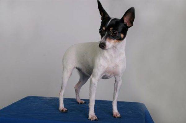Amerikanischer Toy Foxterrier ist