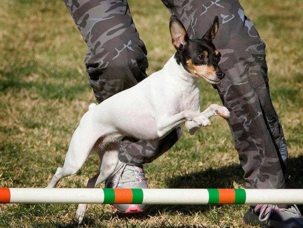 American Toy Fox Terrier Springen