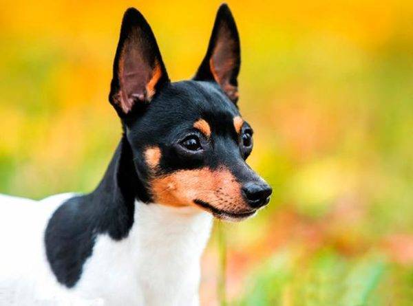 American Toy Fox Terrier auf einem schönen Hintergrund