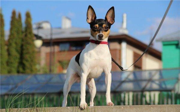 American Toy Fox Terrier gut aussehend