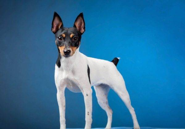 American Toy Fox Terrier auf blauem Hintergrund