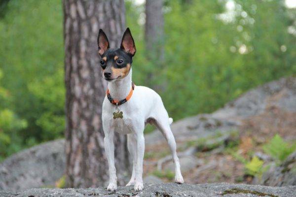 Amerikanischer Toy Foxterrier im Wald