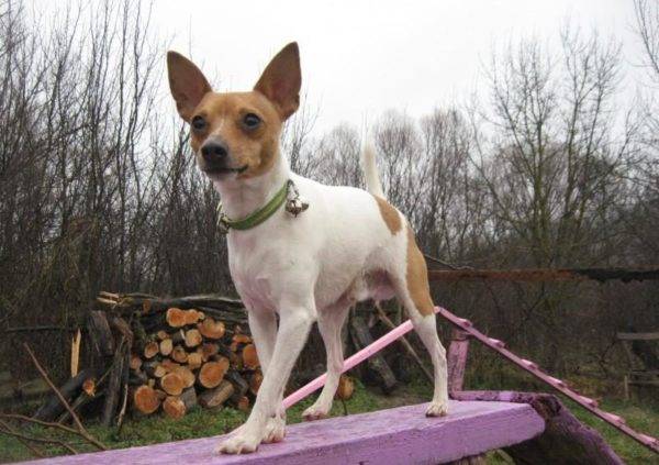 American Toy Foxterrier Spaziergänge