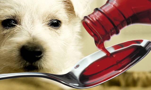 Antibiotika für Hunde