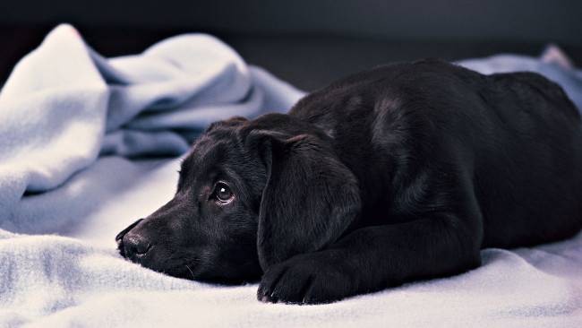 Wann man einem Hund Antibiotika verabreicht