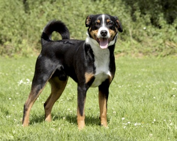 Appenzeller Sennenhund