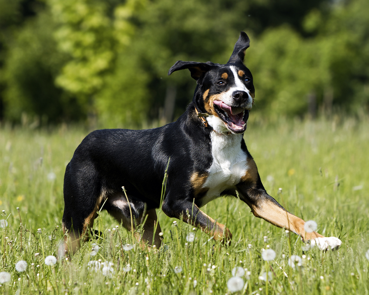 appenzeller sennenhund hund