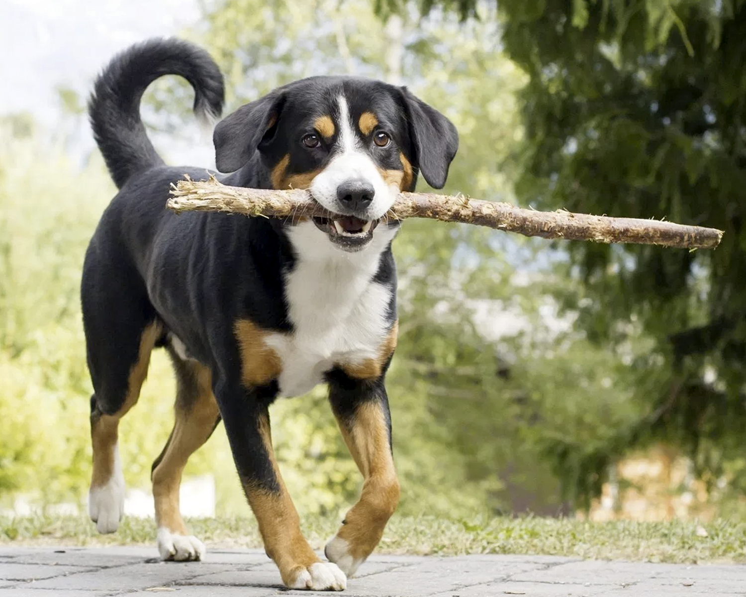Appenzeller Sennenhund Rasse