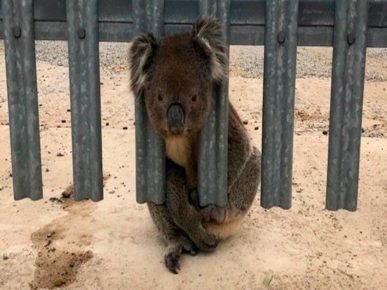 Koala steckt im Zaun