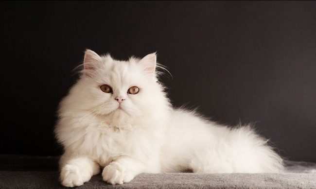 Die weiße Katze wird zweifellos jedes Haus schmücken und den Besitzern Freude und Glück schenken.