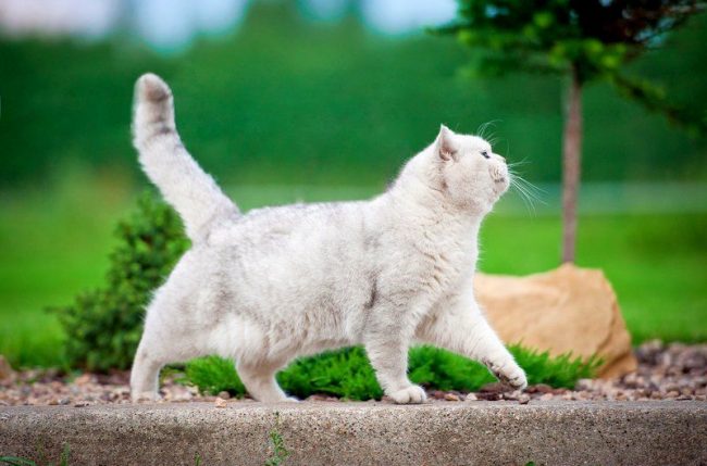 Eine weiße Katze wird oft mit Hörproblemen geboren