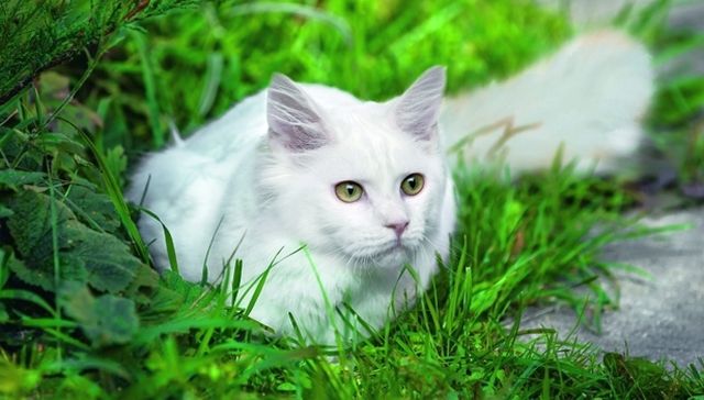 In der Türkei - woher kommt dieses Raubtier - darf eine schneeweiße Katze die Moschee betreten, wenn sie andere Augen hat