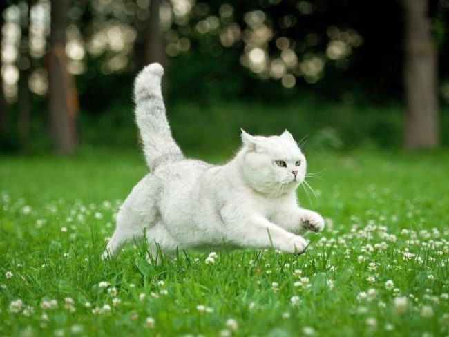 Fliegende britische weiße Katze