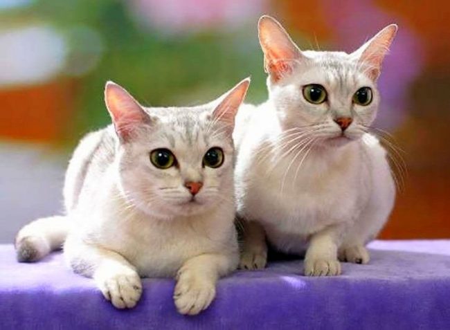 Diese Rasse ist das Ergebnis einer gelegentlichen Kreuzung zwischen einer birmanischen und einer persischen Katze. Die Farbe von reinem Silber bestimmt, wie die Züchter die Farbe charakterisieren.
