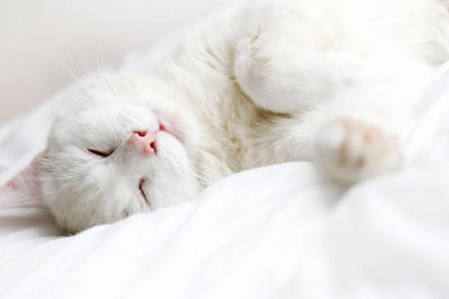 Das Gemeinsame an allen weißen Katzen ist die Zuneigung zu ihren Gastfreunden, in gewissem Maße können sie einfach von der Person abhängig sein.