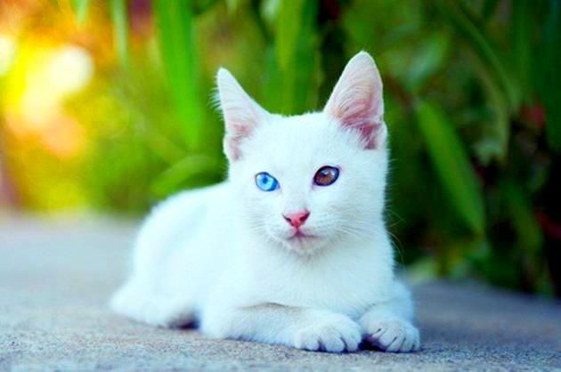 Laut Ethologen ist eine weiße Katze mit anderen Augen eine völlige Unberechenbarkeit. Sie ändert sich sehr schnell im Charakter, versteht nie, was ihre Aufmerksamkeit erregen wird.