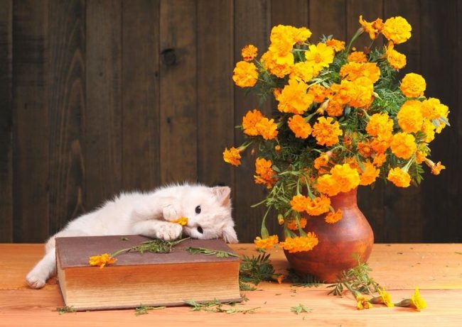 Die weiße Katze ist sehr anfällig und kritikempfindlich