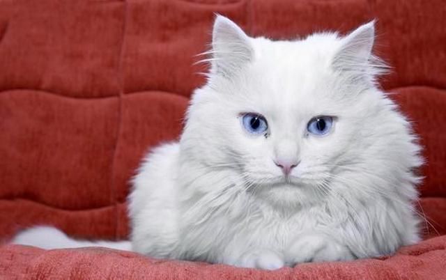 Die blauäugige Blondine ist ein Traum eines jeden Mädchens